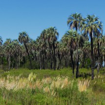 The Yatay palms of the Parque Nacional El Palmar